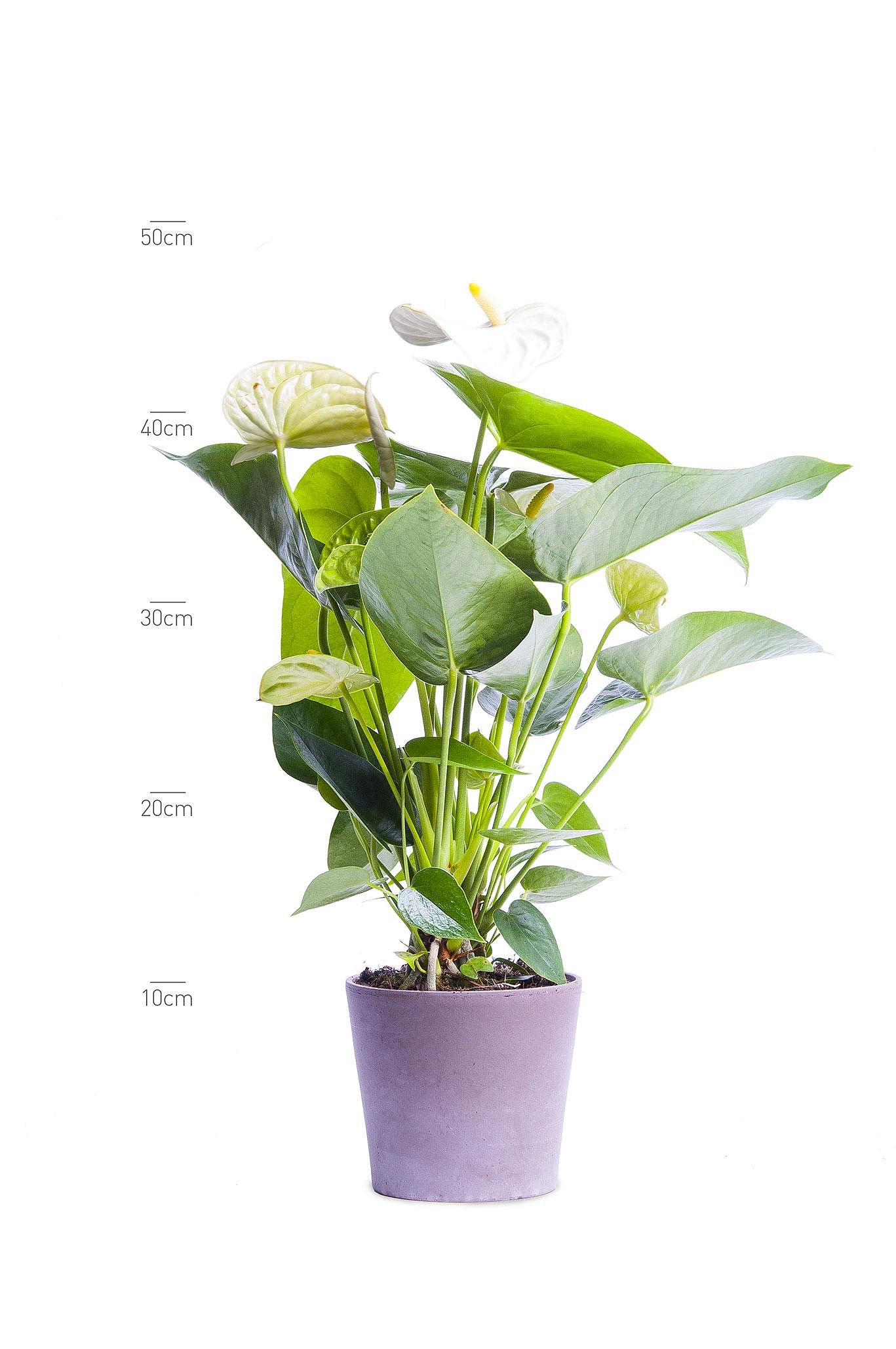Anthurium Andr. Anthedesia White